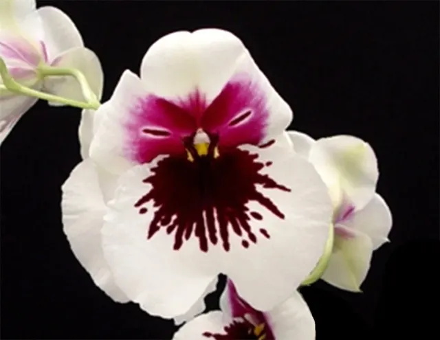 Miltoniopsis Robert Jackson 'Wild Thing'