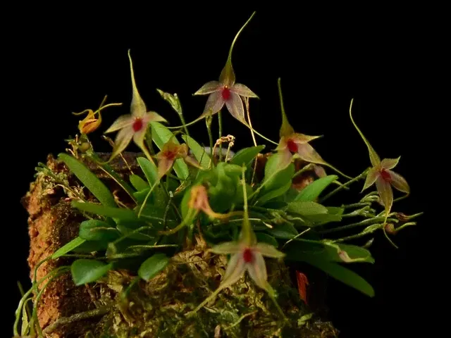 Platystele Ecuagenera