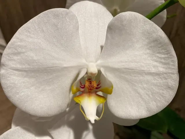 Phalaenopsis Sogo Yukidian 'V3'
