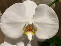 Phalaenopsis Sogo Yukidian “V3″ Large Flower Cascade Huge Plant (6” pot)