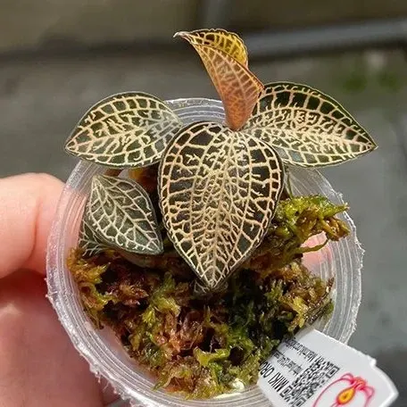 Anoectochilus roxburghii 'White Gold' (Anoectochilus)