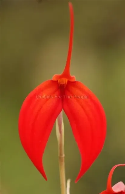 Masdevallia Falcon Sunrise