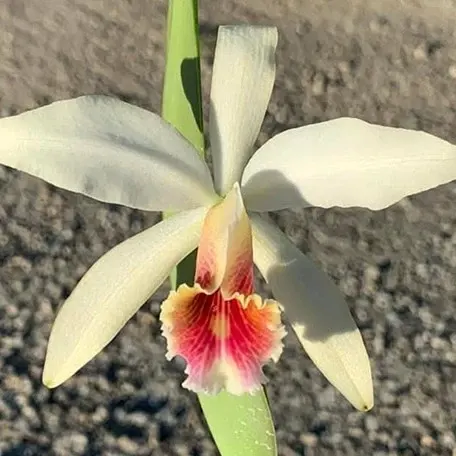 Cattleya blossfeldiana (Cattleya)