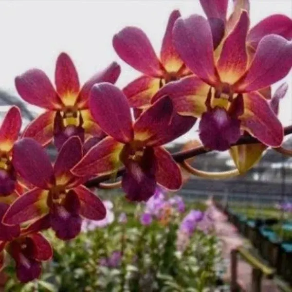Dendrobium Lipstick x Samparan Brown