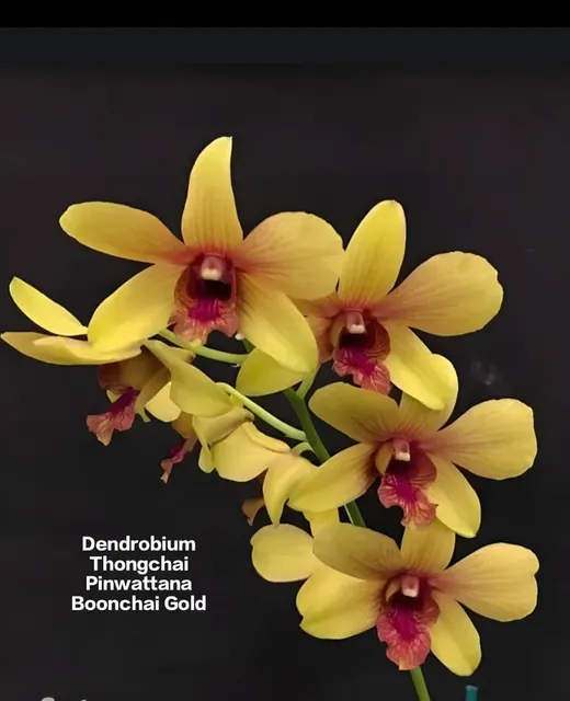 Dendrobium 3 Boonchai Gold Orchid (Dendrobium)
