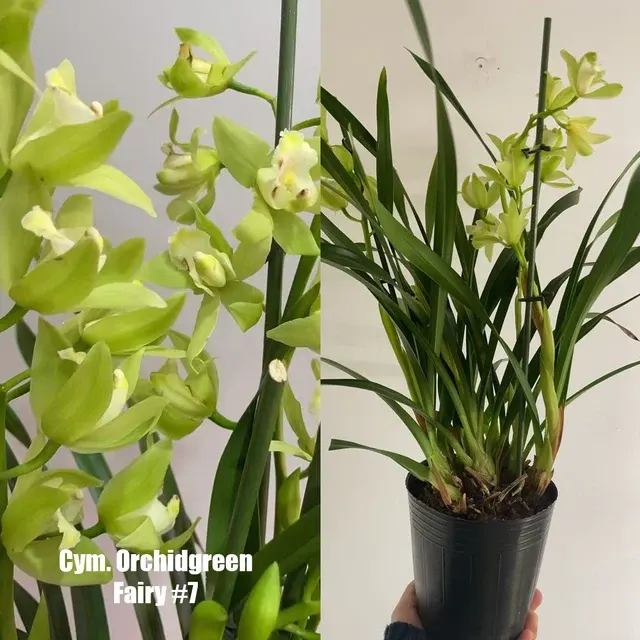 Cymbidium Orchidgreen Fairy '#7'