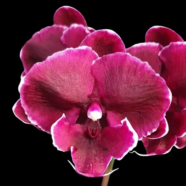 Phalaenopsis 'Fusheng Black Peacock'