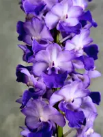 Rhynchostylis coelestis 'Blue'