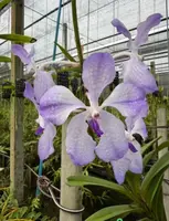 Vanda coerulea f.rogersii "Semi Alba" — No