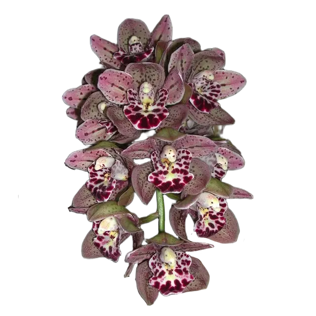 Cymbidium Vogel Waikanae' 'S Magic'