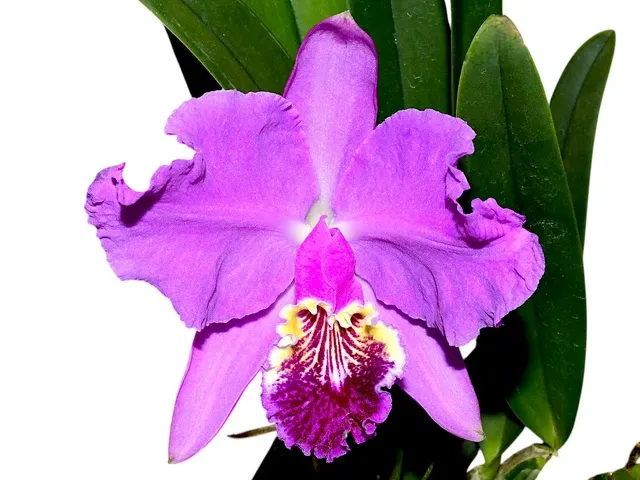 Cattleya lueddemanniana (Cattleya)