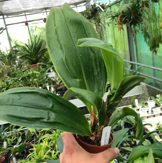 Bulbophyllum foetidolens