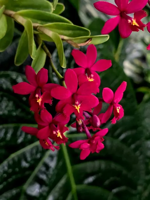 Epidendrum Ballerina 'Fireball'