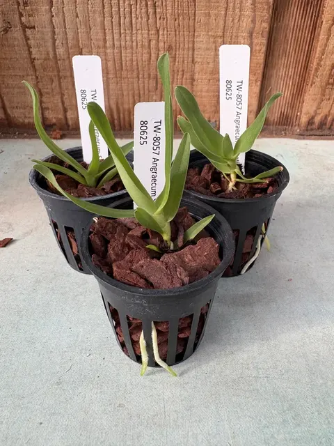 Angraecum Shooting Star (Angraecum)