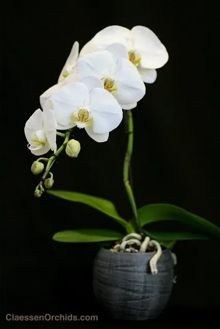 Phalaenopsis Formidablo 'No.9'