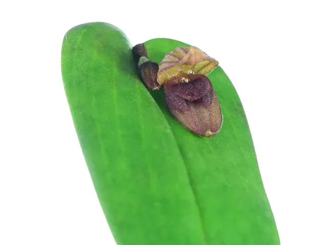 Pleurothallis nephroglossa (Pleurothallis)