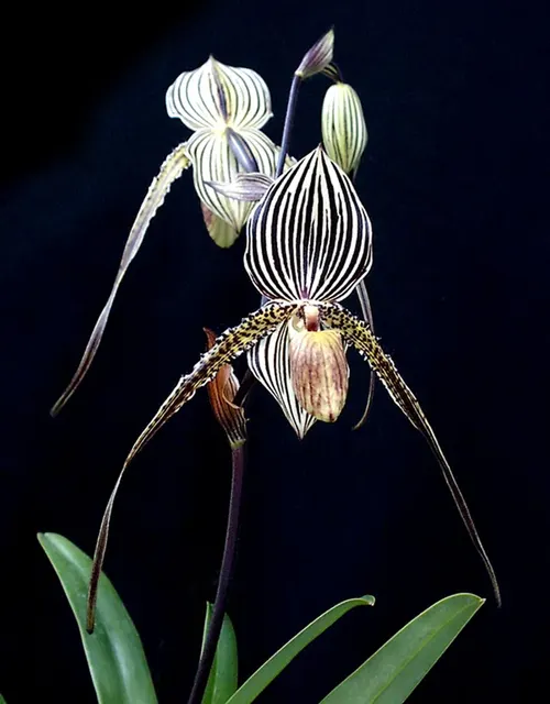 Paphiopedilum Saint Swithin 'Primo'