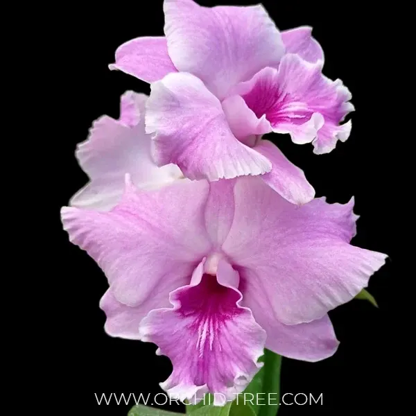 Dendrobium Pink Wave