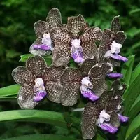 Vanda Mimi Palmer