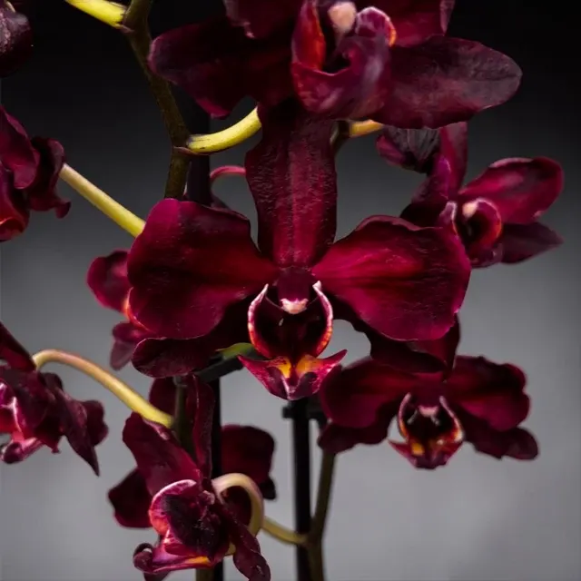 Phalaenopsis BLACK JACK