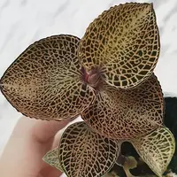 Anoectochilus sp. 1.7"