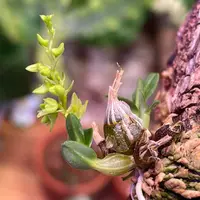 Dendrobium perpaulum