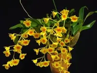 Dendrobium chrysotoxum — BS / Nonblooming