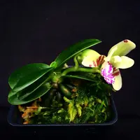 Sedirea japonica 'Minmaru' 明丸