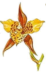 Odontoglossum maculatum