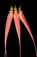Bulb. Elizabeth Ann 'Buckleberry' FCC/AOS