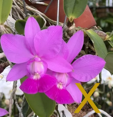 Cattleya Sea Breeze 4n