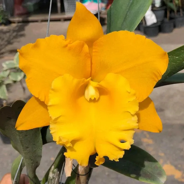 Rhyncholaeliocattleya Thaksina Gold 'Siam #1' (Rhyncholaeliocattleya)