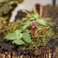 Bulbophyllum obyrnei