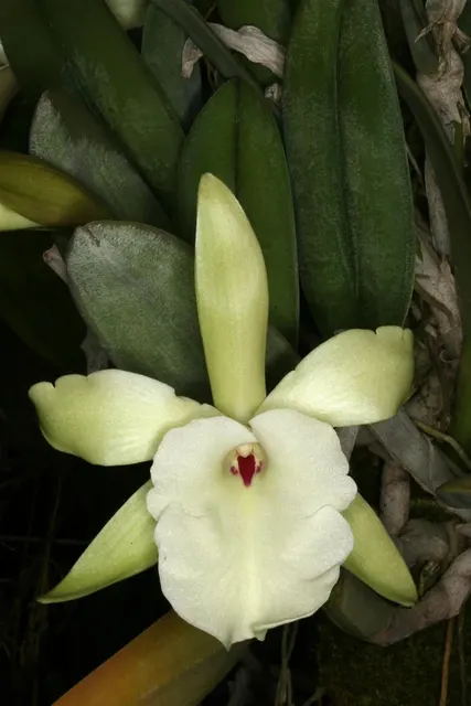 Rhyncholaelia glauca 'Dusky' (Rhyncholaelia)