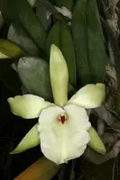 Rhyncholaelia glauca 'Dusky' x sib