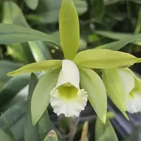 Cattleya forbesii x Rlc Jim Wallace, blooming size cattleya orchid hybrid Fragrant beautiful blooms