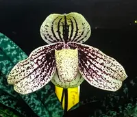 Paphiopedilum myanmariacum (Sibling cross)
