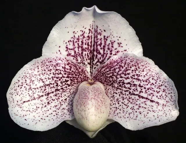 Paphiopedilum Legacy’s Child 'Eastern Storm'