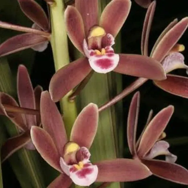 Cymbidium suavissimum (Cymbidium)