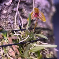 Bulbophyllum ovalifolium