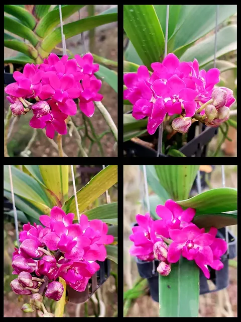 Rhynchostylis gigantea 'Fuchsia pink'