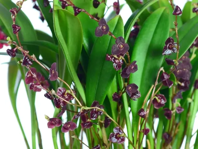 Stelis ciliolata (Stelis)