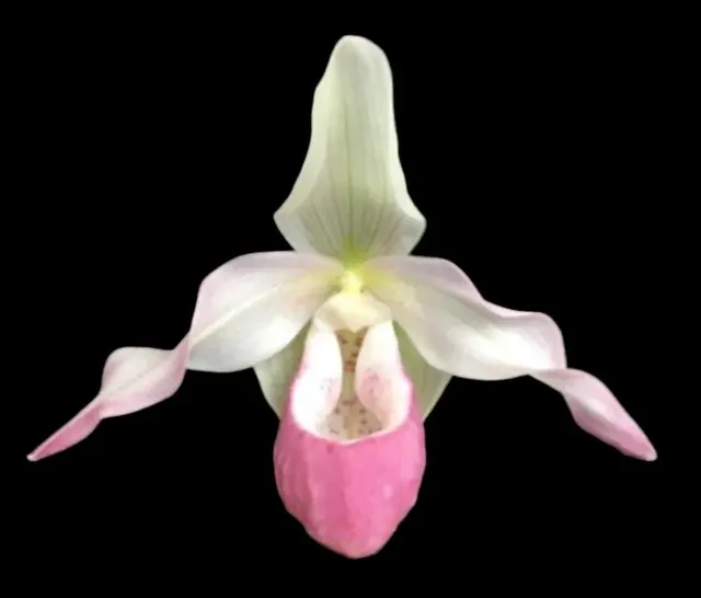 Phrag. Sedenii (longifolium x schlimii)
