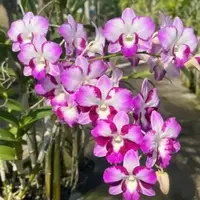 Dendrobium Dragon Smile Medium Size
