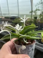Neofinetia falcata ‘Suigai’