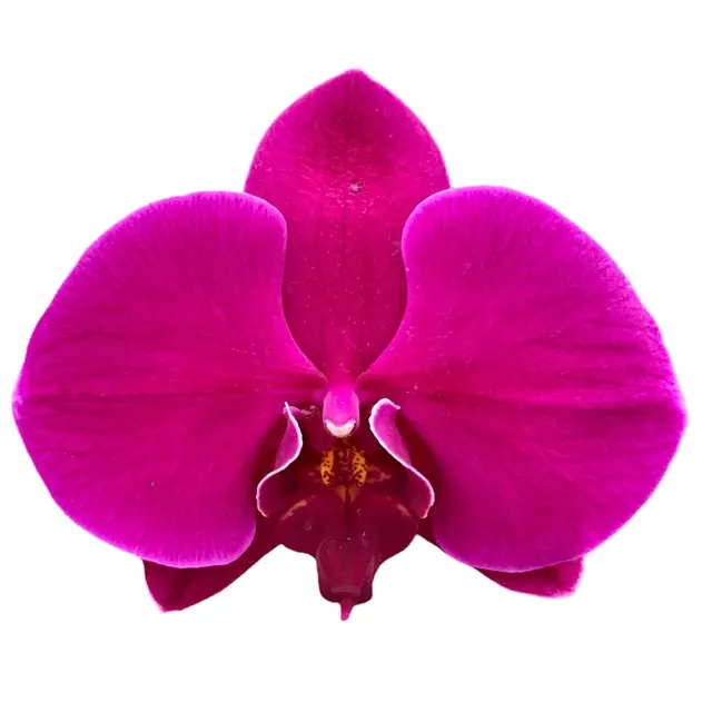 Phalaenopsis Flamingo