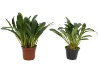 Masdevallia rolfeana (Big)