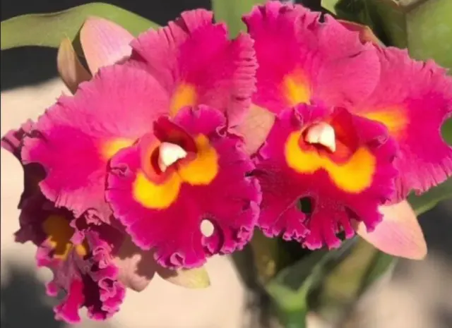 Rhyncholaeliocattleya Siam Golden Flare 'Winter Rainbow' (Rhyncholaeliocattleya)