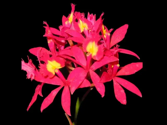 Epidendrum Lovely Valley (Epidendrum)