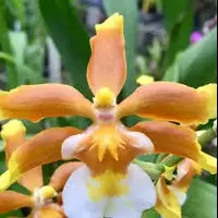 Ons. Hilo Firecracker 'Lucky Strike'' Multi-spike orchid — Not Currently In Bloom or Spike